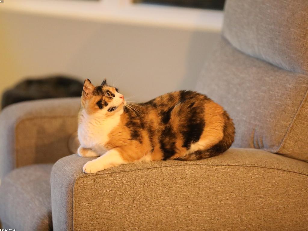 ដំណោះសោគន៍ហ្គេម: អនុស្សាវរីយ៍ក្នុងការលេងហ្គេម